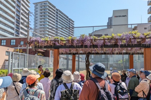 藤の雲海やサツキの絨毯も！大阪・熊野街道「信達宿」を歩くオリコンニュース ORICON NEWS