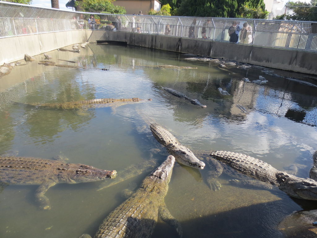 別府地獄めぐり④ ワニONLYな動物園『鬼山地獄』 別府市シマグニノシマタビ