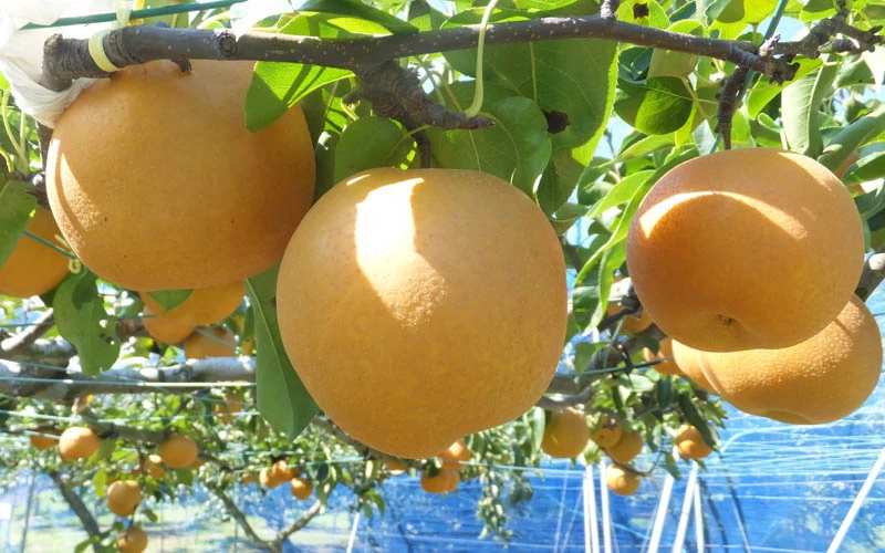 広島県 高谷山キャンプ場 夜景が綺麗！運次第で雲海が見れる！！キャンプ・アウトドアのTAKIBI タキビ