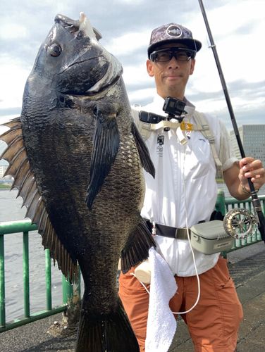 隅田川 中央大橋シーバス釣りポイント おすすめルアーも紹介