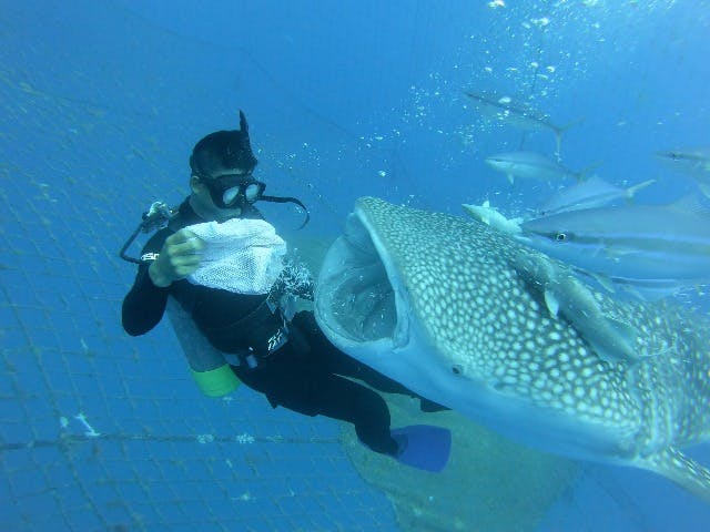 美ら海水族館のジンベエザメ死ぬ 国内最長飼育13年超沖縄県 ：朝日新聞