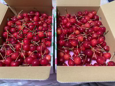 こだわりのさくらんぼ 紅さやか バラ詰め 500g～1kg いまいのさくらんぼ園K-831 K