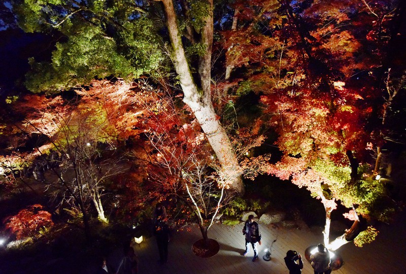 太宰府市 やっと色づいてきました！ 竈門神社の秋を紅葉ライトアップでお楽しみください号外NET 筑紫野市・太宰府市・朝倉市