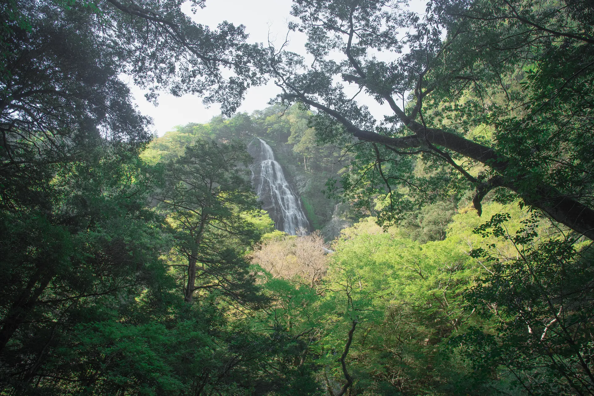 日本3大渓谷大杉谷ブルー シシ渕への行き方レクチャー飛行機で行くサーフィン＆FIREな人生