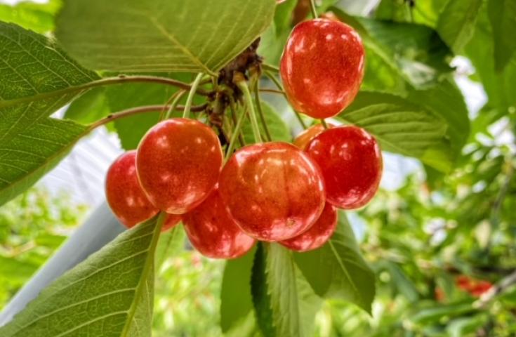 バス旅のススメ～旬のお土産てんこ盛り！！～山梨県のご当地情報オレンジページnet