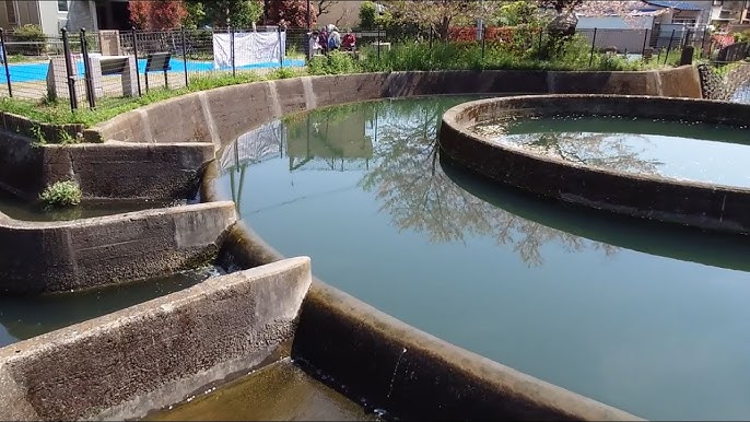 さくら咲く二ヶ領用水と久地円筒分水を歩いて』川崎 神奈川県 の旅行記・ブログ by kyokosa-nさん フォートラベル