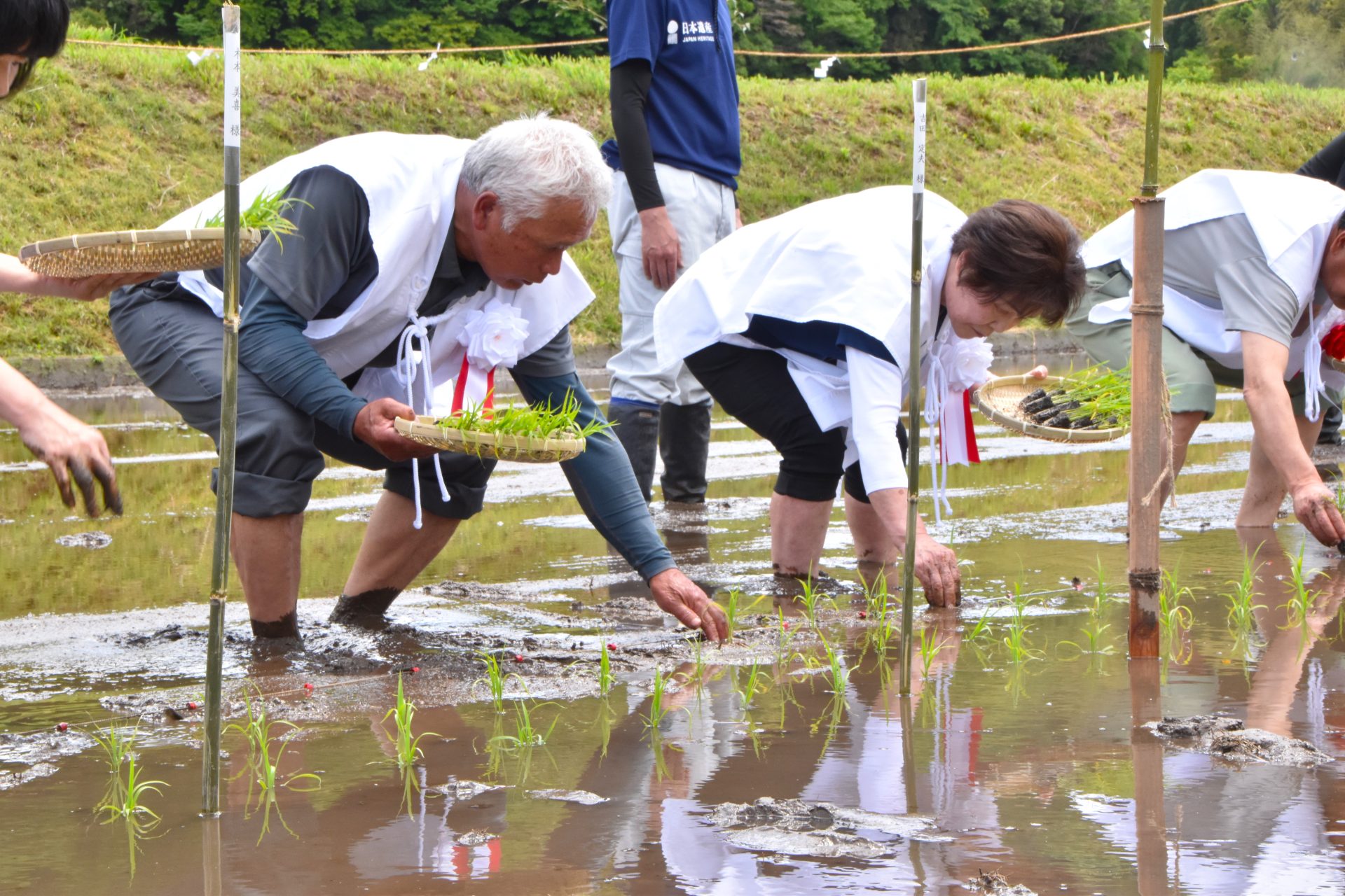 楽天市場 田植え用丈短着物田んぼ 稲作 御田植え神事 早乙女衣装 絣 かすり 紬 つむぎ 単色絣・多色絣 : 祭りのしげさん