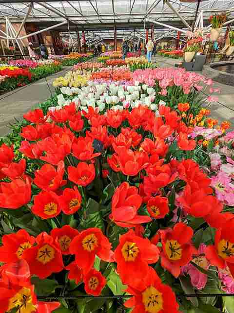 オランダ春の花祭り！キューケンホフ公園へのお得な行き方と観光のコツ