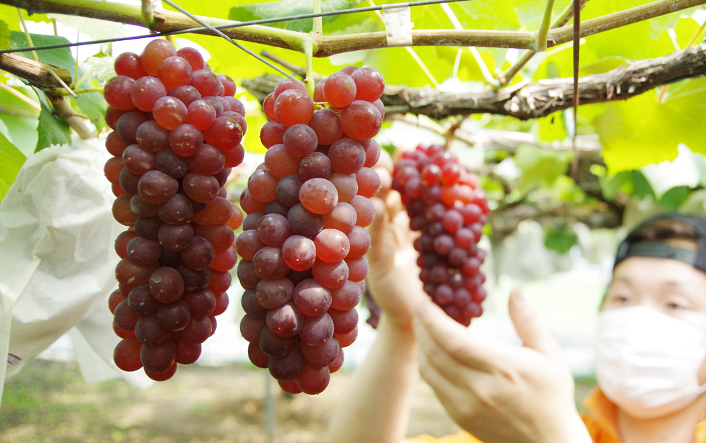 青蓮寺湖ぶどう組合 ぶどう狩りベビートラベル