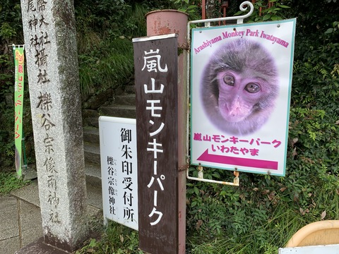 嵐山モンキーパーク いわたやま 京都市公式 京都観光Navi