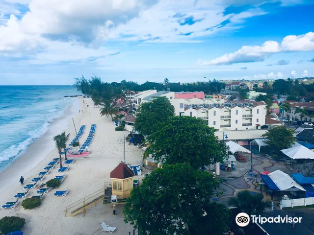 ベーリング海北部セントローレンス島での海鳥調査2017 - ArCS通信 - ArCS 北極域研究推進プロジェクト