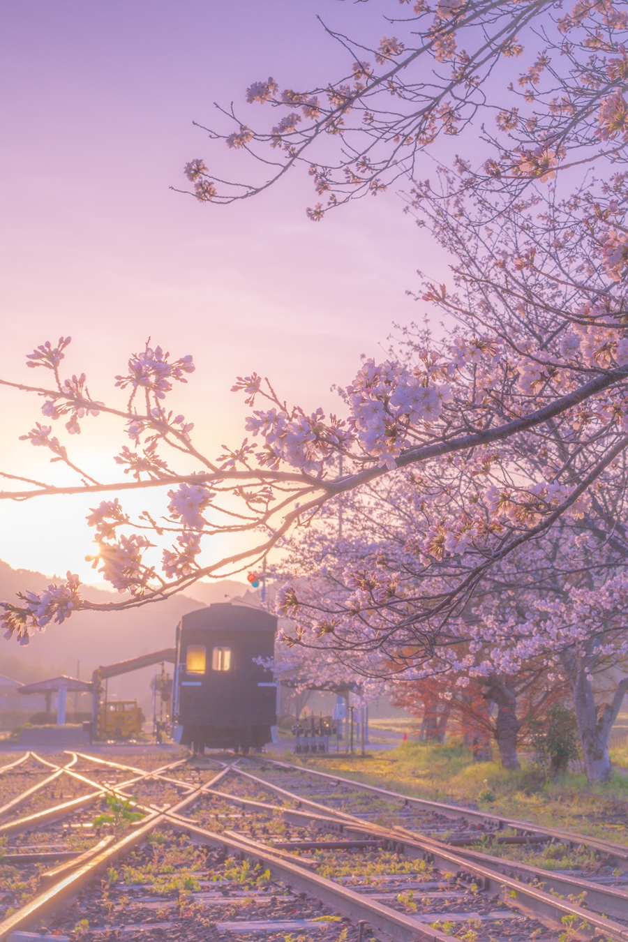 桜と永野鉄道記念館の写真素材113071659- PIXTA