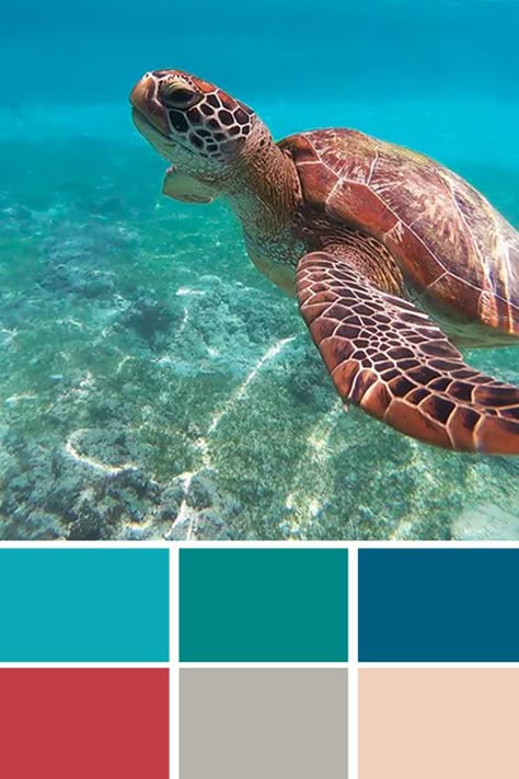 ハワイ諸島の島には公式カラーとお花があります。～その③ マウイ島：ピンク色～板橋区のフラメンコとフラダンスの教室スタジオmi-sa