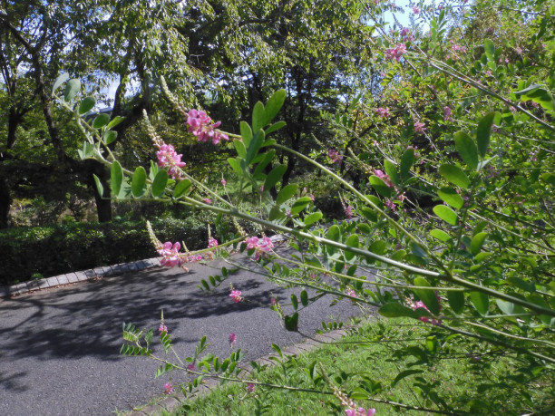コマツナギの花開花時期はいつ？育て方、花言葉は？🍀GreenSnap グリーンスナップ
