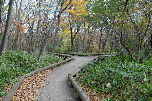 新緑の中のプチ恐怖を味わう「つつじ吊り橋」6時間2,000円～カースタレンタカ
