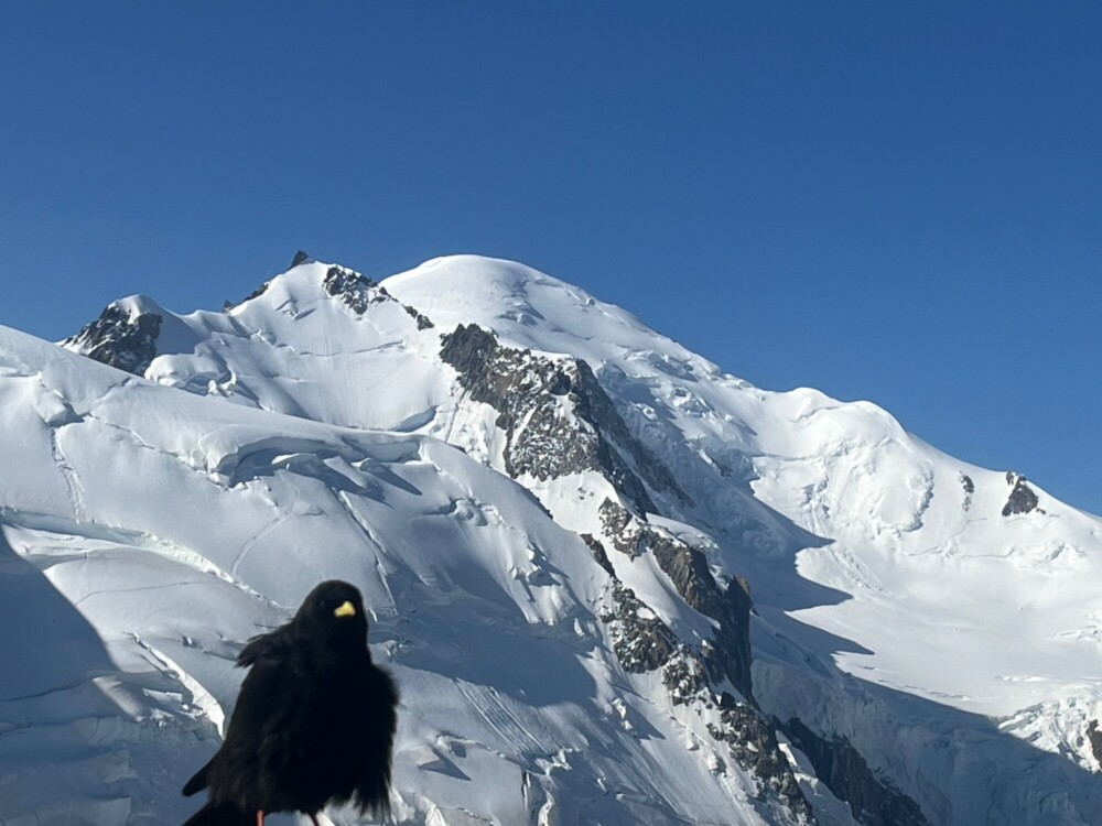 TANA-アルパインガイドオフィス ヨーロッパアルプス登山ガイドのご案内
