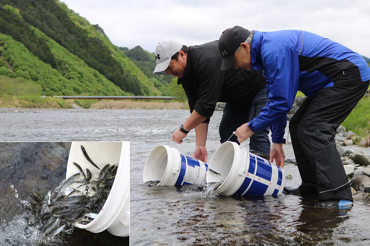 日本野鳥の会 : 全国のツバメのねぐらマップ