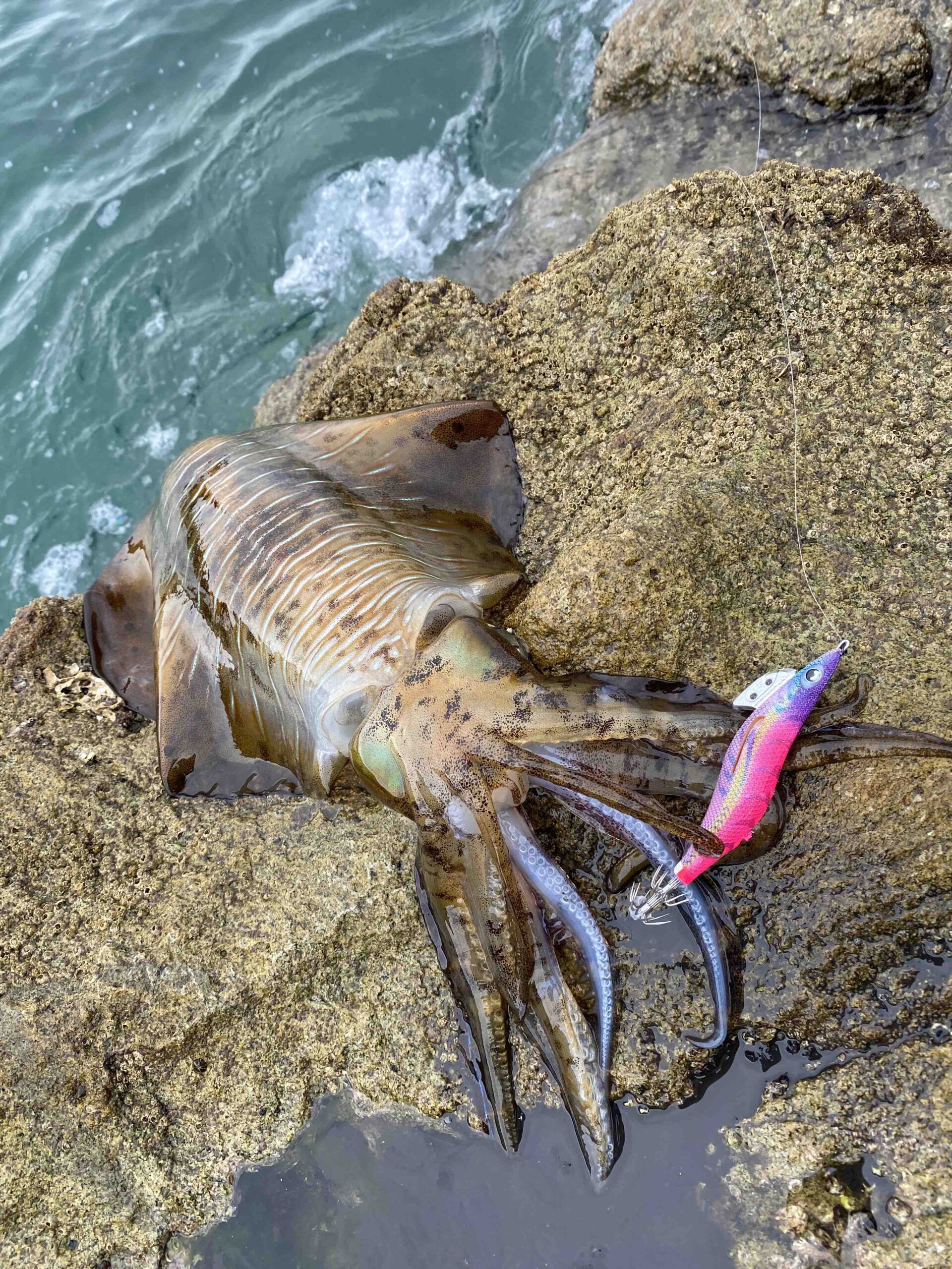 長崎エギング 平戸の田平港・南竜崎はアオリイカがよく釣れるポイント！ガルゾウブログ