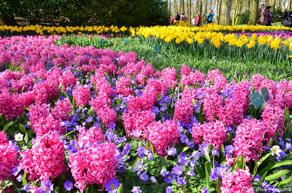 ツアーで行ったオランダ・ベルギー・ルクセンブルク７日間 前編：人生２度目のオランダ』オランダの旅行記・ブログ by noonさん フォートラベル