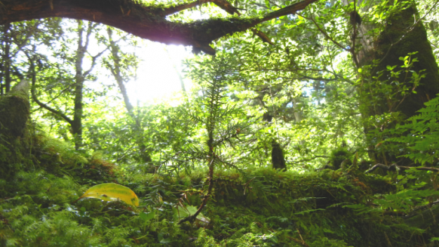 屋久島旅行・ツアー・観光特集 ～縄文杉トレッキング、白谷雲水峡と世界遺産の屋久杉の森へ～ユーラシア旅行社