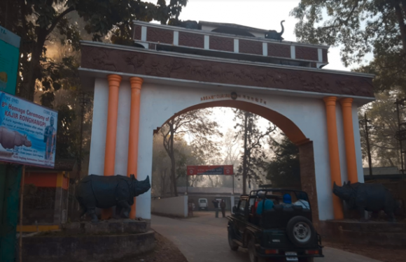 インドの極東アッサム州 一角サイと出会う！カジランガ国立公園 2泊3日西遊インディア SAIYU INDIA