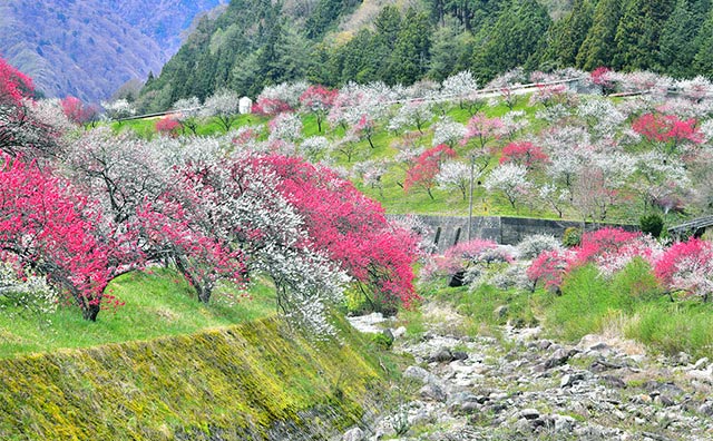 2025年最新 長野のおすすめ穴場観光スポット18選！絶景や温泉もNEWT ニュート