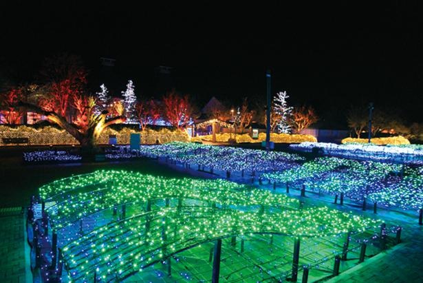 メリークリスマス！🎄✨⁠ ⁠ シカゴの伝統的なホリデーイベント、ミレニアムパークの公式クリスマスツリーを見に行こう！100年以上続くこの大人気の伝統行事は、ライブパフォーマンスや花火で盛り上がり、街に祝福の雰囲気をもたらします。⁠ツリーは、何千ものきらめく