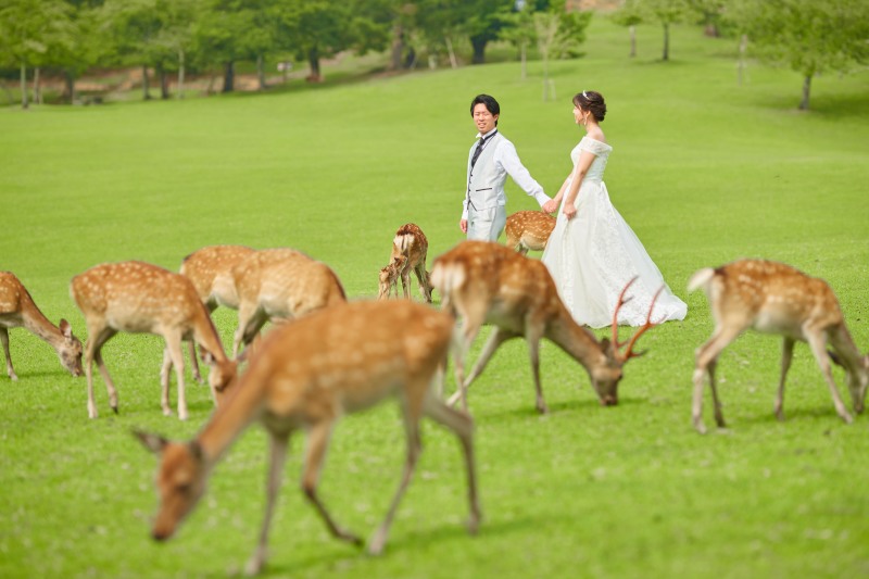 奈良公園の観光ガイド 歴史と自然が織りなす情緒溢れる景観を散策GOOD LUCK TRIP