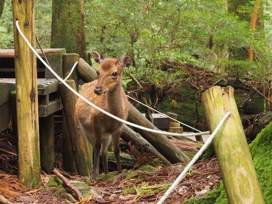 ウィルソン株 観光・体験・オプショナルツアー予約のトラベルマルシェ