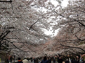 東京桜名所開花と見ごろはいつ？2024年人気の桜まつりのスケジュール一覧※4月1日更新 - たびハピ
