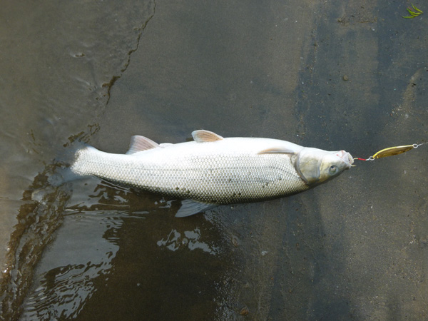なんと！新利根川上流域でシーバスが釣れるとはTOKYO NATURE S