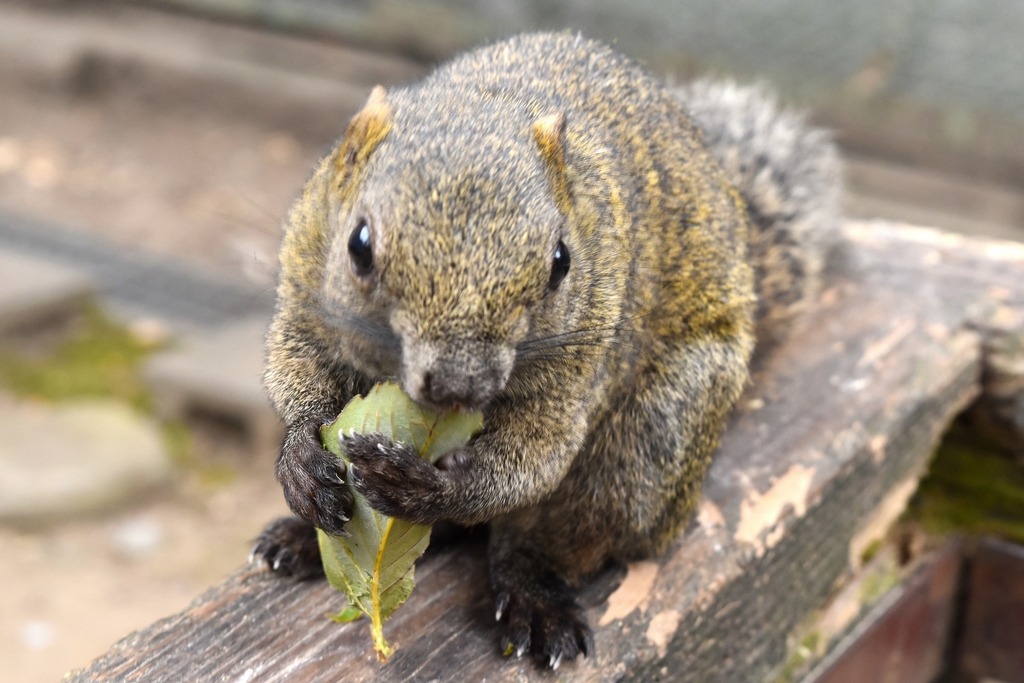 ぎふ金華山リス村のアクセス・営業時間・周辺スポット - 日本の観光メディアMATCHA