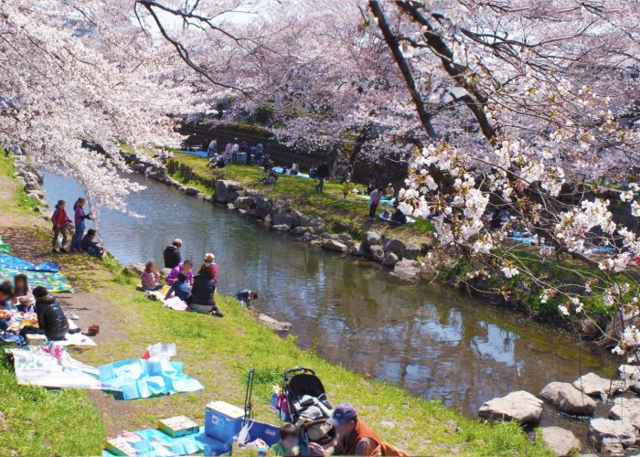 都内 桜並木の下でピクニック！広場のある公園12選 - &Life アンドライフ