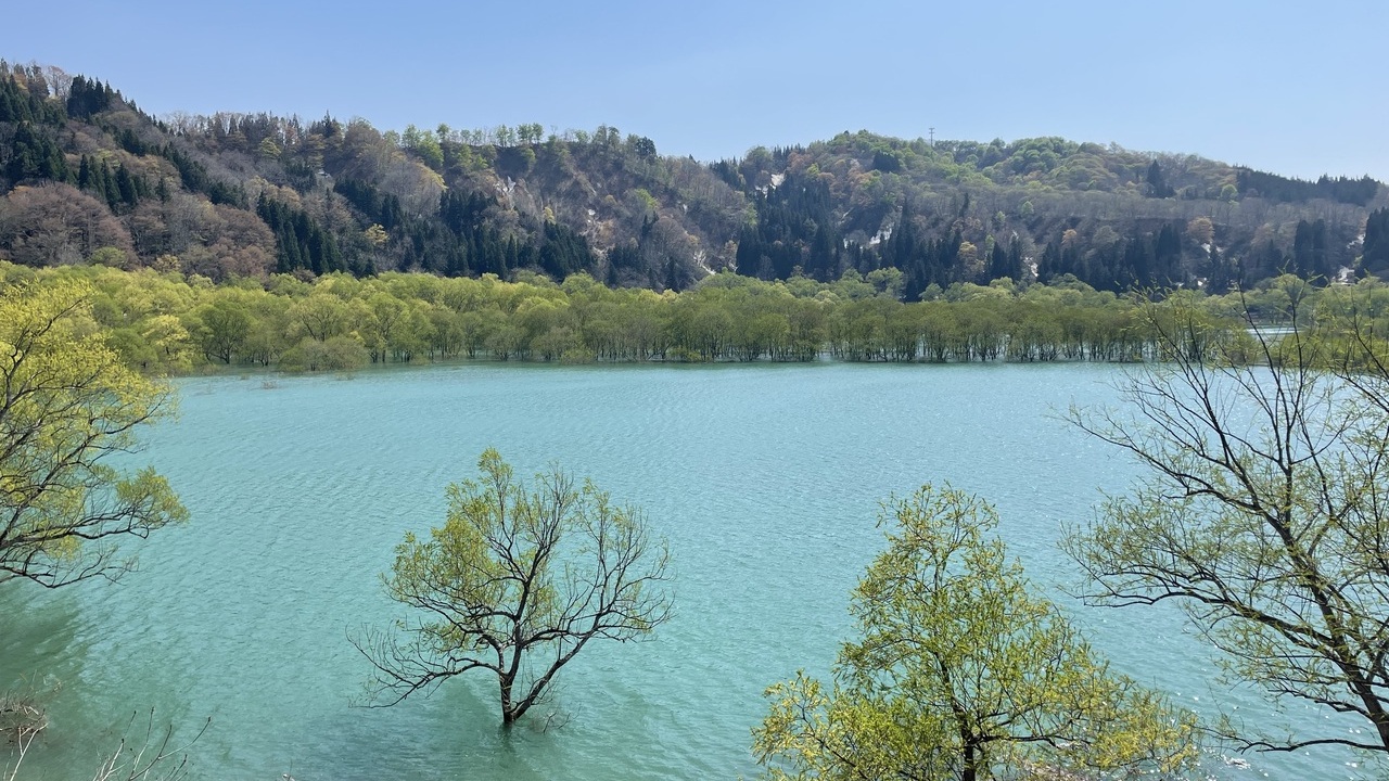 🏕️ 水没林目の前でキャンプ。 朝もやとモーニングコーヒーが至極。 夕方、夜、早朝が至福の白川湖。白川湖の水没林の投稿や当アカウントのタグ付けを中心に、水没林や白川湖に関係する投稿をリポストしていきます🌳 @ujimcamp さん、素敵な投稿ありがとうご