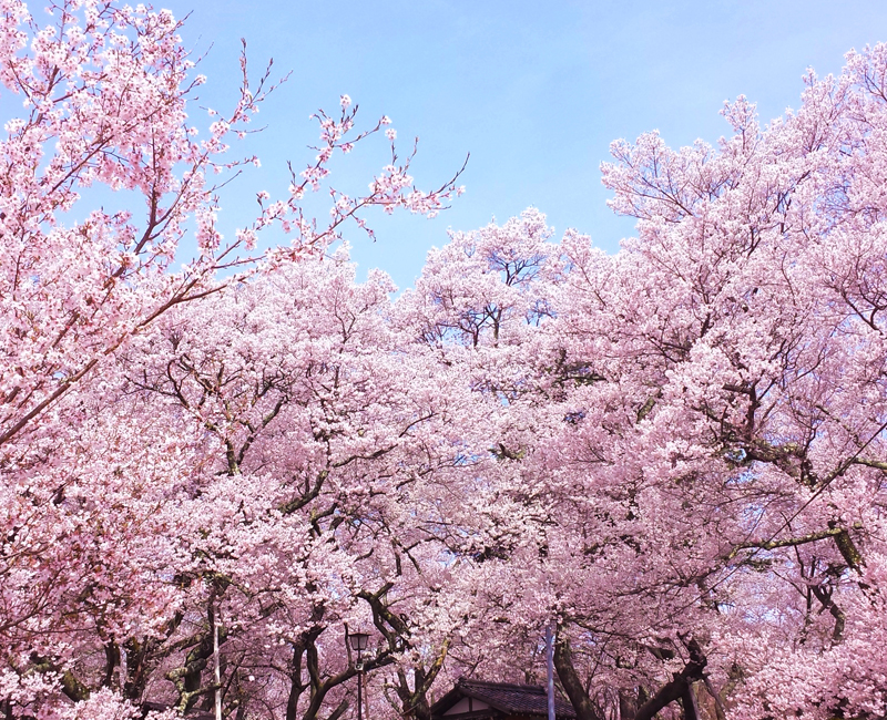 桜特集2025 春らんまん、咲き誇る300本ライトアップも楽歩堂前橋公園 群馬・前橋市,🎥動画は4 8のライトアップ！満開になりました🌸,楽歩堂前橋公園 群馬県前橋市大手町 では約300本のサクラが咲き誇り、園内を薄ピンク色に彩る。見物客は写真を撮ったり、屋台の飲食を楽しんだりして春を満喫している詳しくは上毛新聞に掲載しました📰,ぐんまgunma群馬群馬県