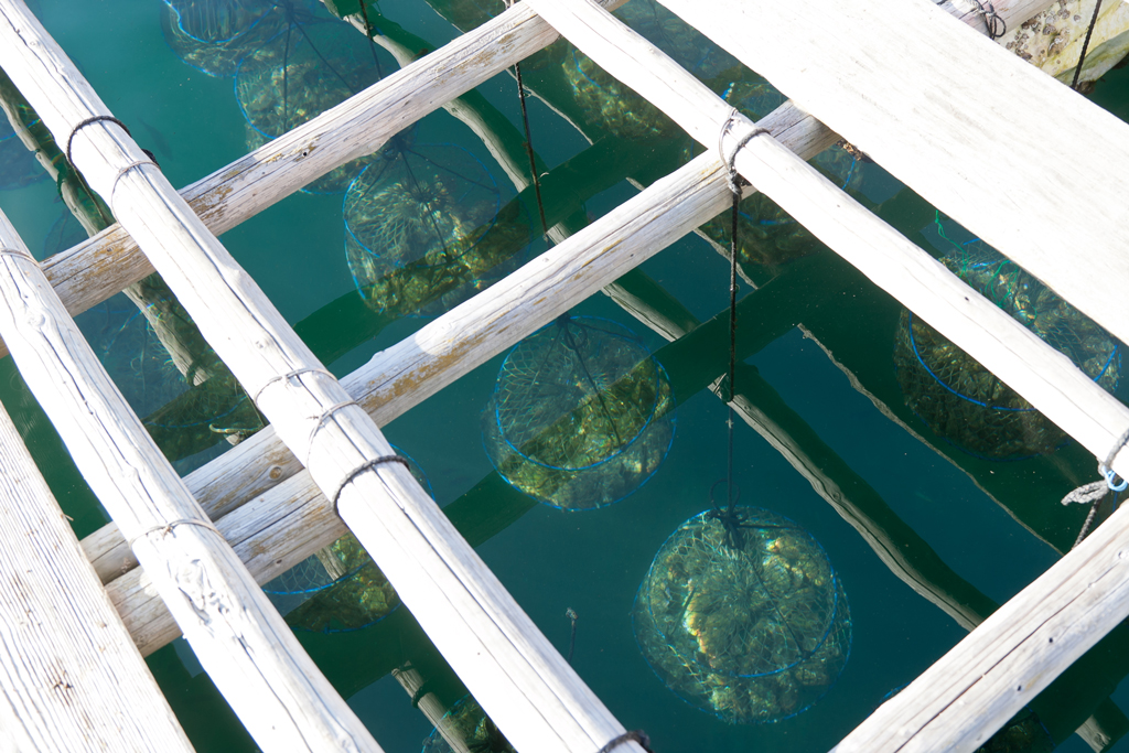 アコヤガイ復活？ 志摩・英虞湾で浜揚げ最盛期 ：ニュース：中日BIZナビ