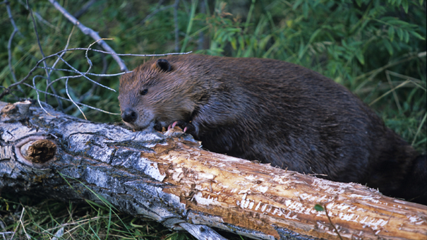 スタンレーパークで野生のビーバーが見れるスポットをご紹介！ - YouTube