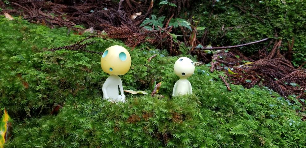 屋久島「ジブリの世界」に関する旅行記・ブログ フォートラベル鹿児島県