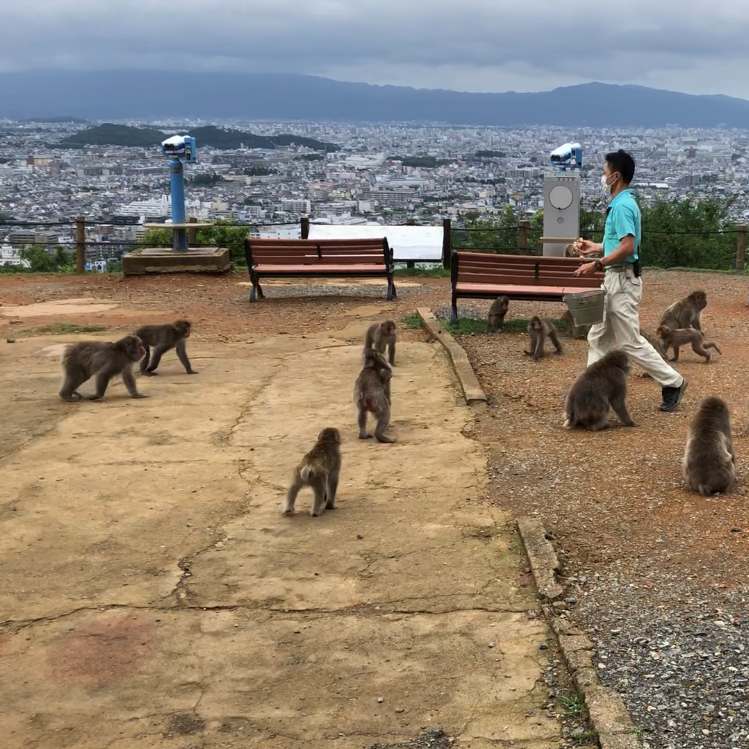 子供を子猿と遊ばせたくて嵐山モンキーパークへ行ってきた！KyoChika 旅するブログ