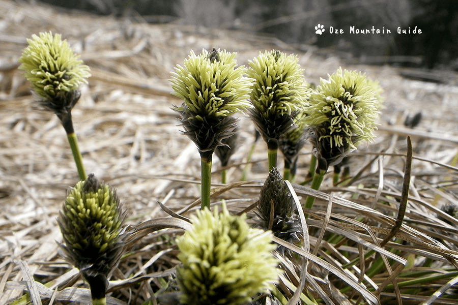 ゆ宿 美や川 オフィシャルサイトわたすげ・やなぎらん