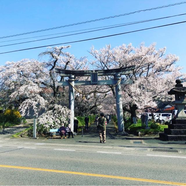 桜まつり 徳佐八幡宮 イベント 公式 山口県観光 旅行サイト おいでませ山口へ