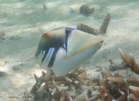 グアムの海で出会える魚たち！シュノーケリングスポットから絶品料理まで完全ガイドGlam グラム