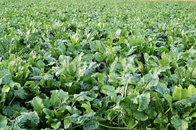 美瑛のビート畑と小麦畑 写真素材2695826- フォトライブラリ