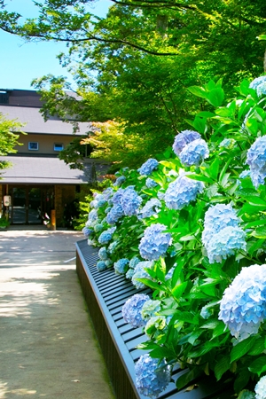 オーシャンテラス あじさい *神戸市灘区六甲山町南六甲 兵庫 * :１年３６５日営業 日曜定休