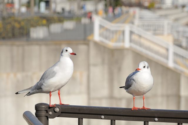 熱海散歩 渚デッキ～スカイデッキ～ムーンテラス～ジャカランダ遊歩道- ぶらりうぉーか