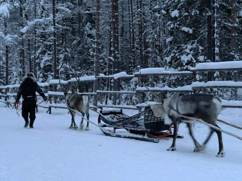 🦌🎄❤️🦌🎄❤️🦌🎄❤️ サンタといえば🎅トナカイソリ🛷 🪅 明るくなってから乗りたくて10:30頃行ったら並んでた😂めっちゃ人気🫎🩵✨ 初めてトナカイに会えた🥰可愛かった💓 📍Santa Claus Village Rovaniemi,Finland フィンランドフィンランド旅行