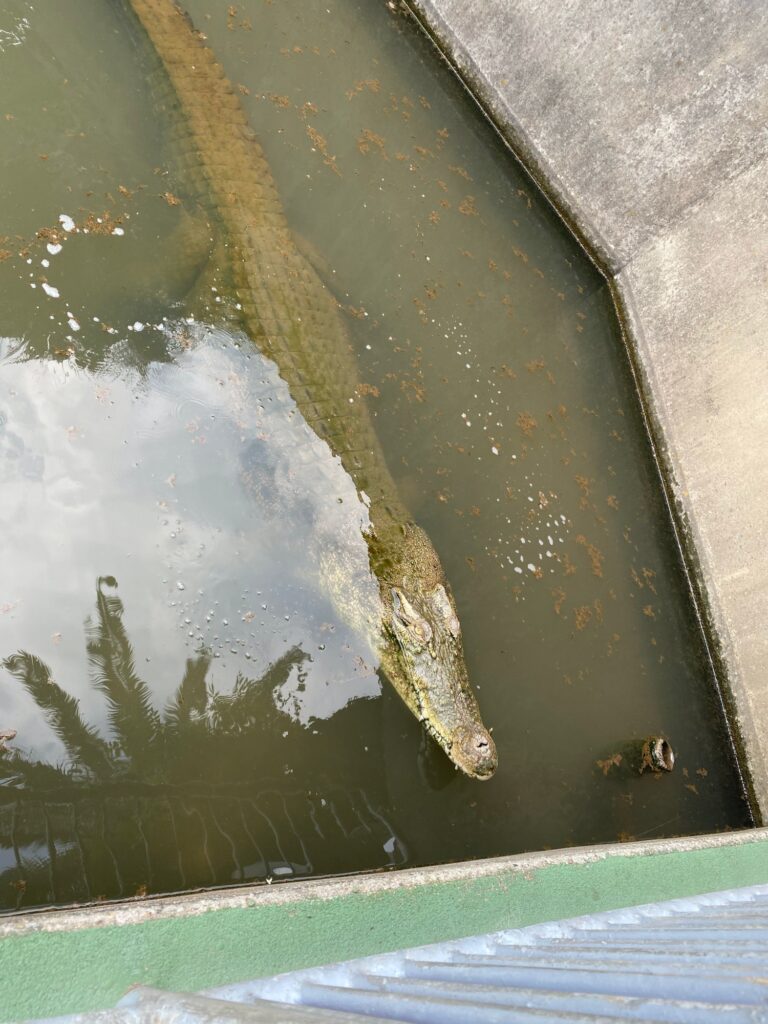 別府地獄めぐり「回るのはバス？徒歩？」料金はいくら？徹底解説！7地獄の見どころやおすすめのお土産まで旅Pocket