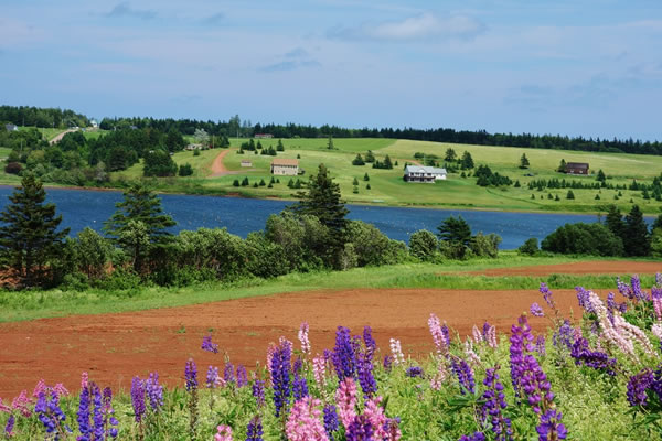 赤毛のアン」の舞台へ！プリンスエドワード島への旅Vacilando member
