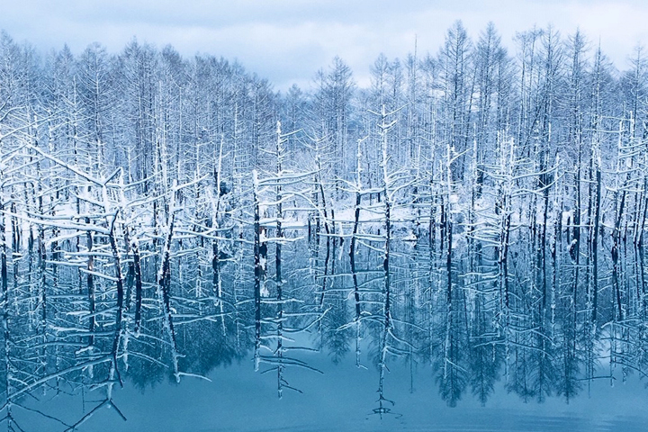 冬季 北海道 旭山動物園 チケット込みクリスマスツリーの木 美瑛青池 富良野 貸し切りツアー予約 行程変更相談可能 - KKday