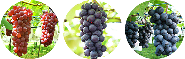 青蓮寺湖観光村 ぶどう狩り＆いちご狩り観光スポット観光三重 かんこうみえ